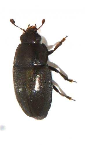 Meligethinae